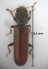 Lyctus brunneus